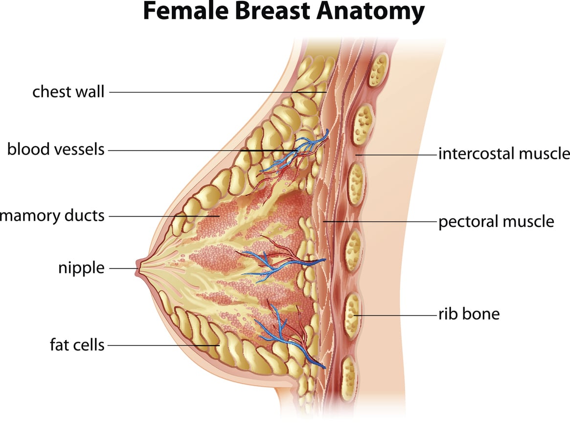 Exercises To Reduce Breast Size - Female breast anatomy