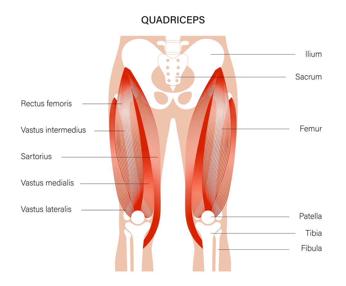 How to do leg extensions at home - image of quad muscles