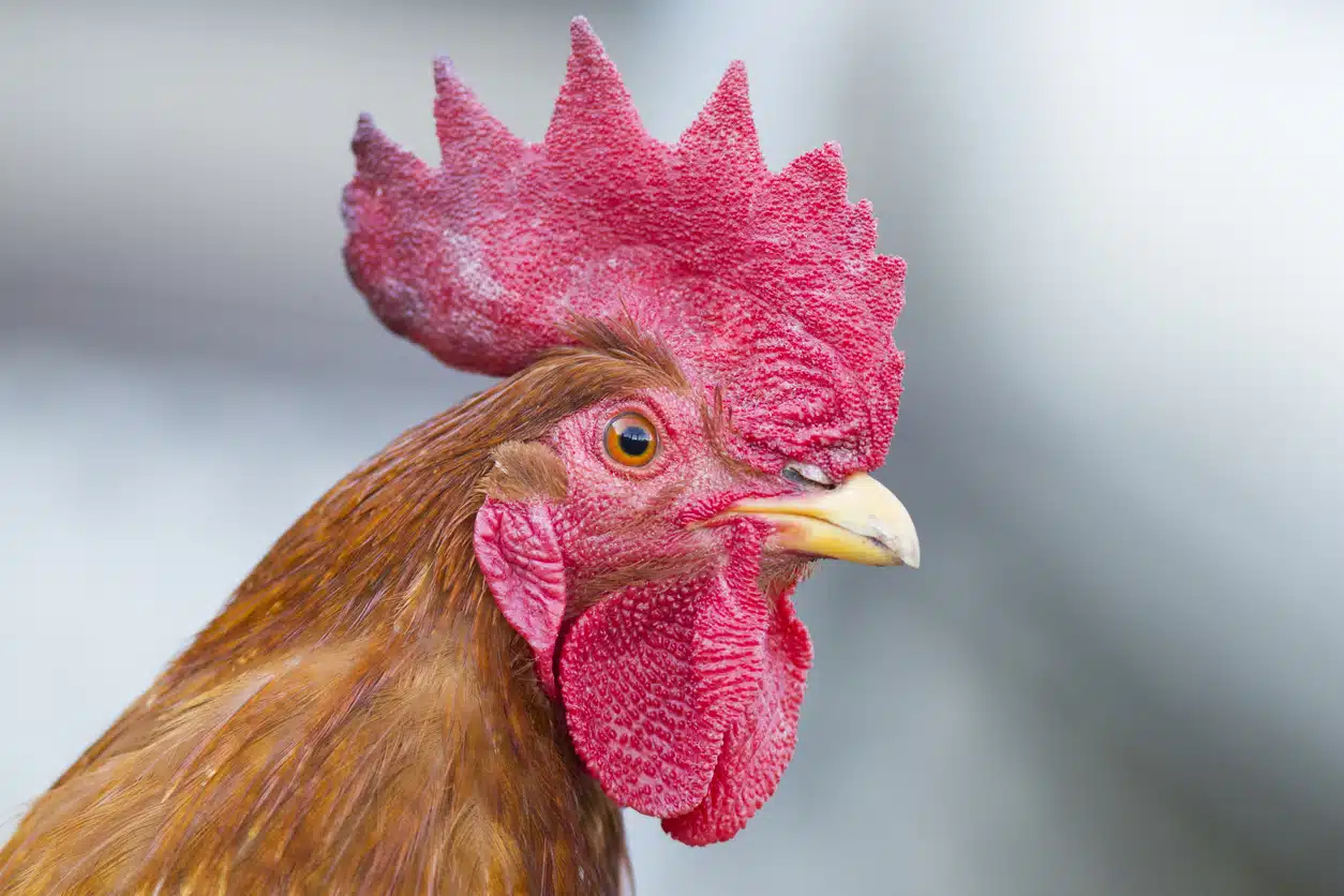Rooster Comb Injections for Knee Pain