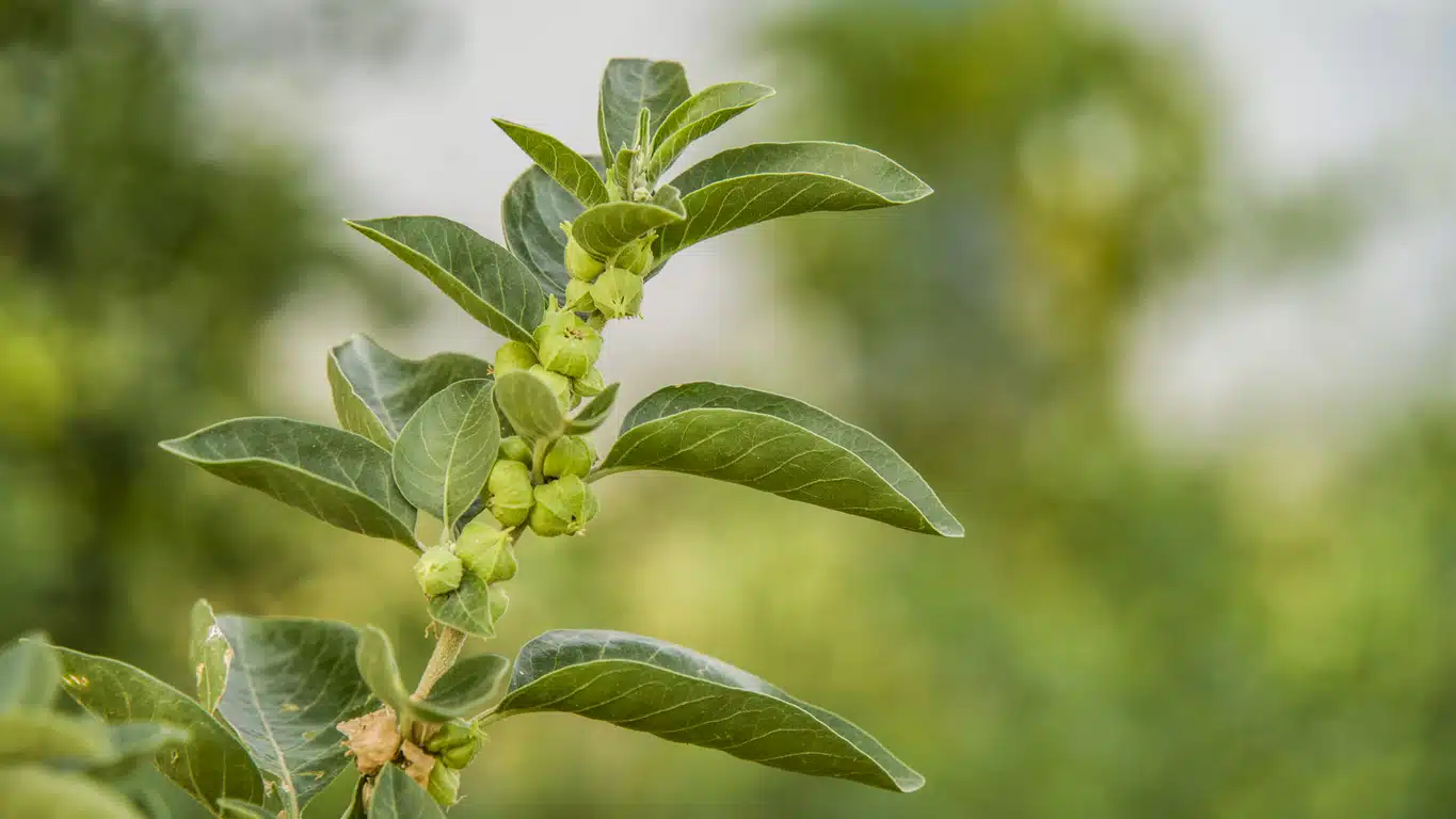 Ashwaganda Plant produces teas for hormones