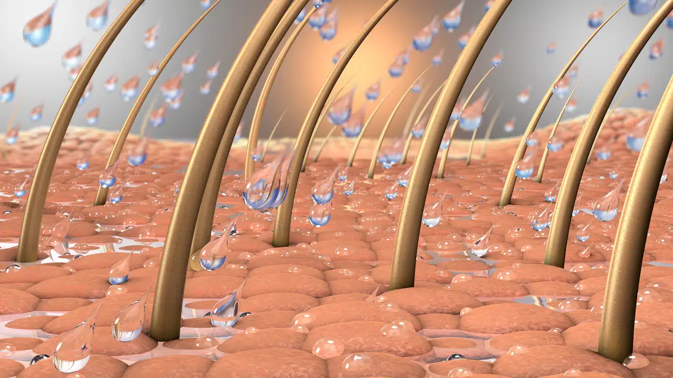 Hair follicles absorbing moisture
