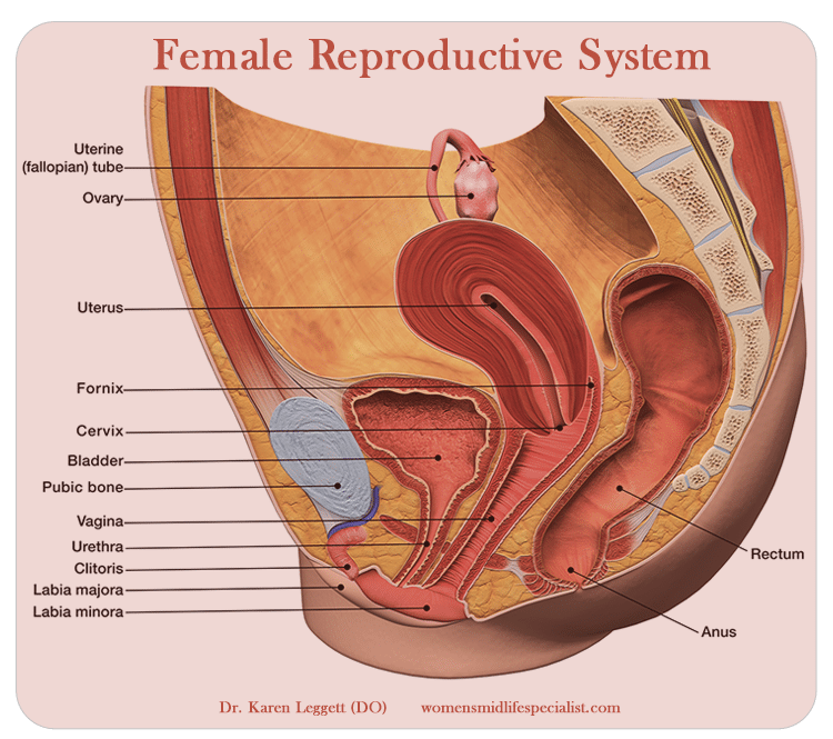 Happy Hoo Hoo Female Reproductive System
