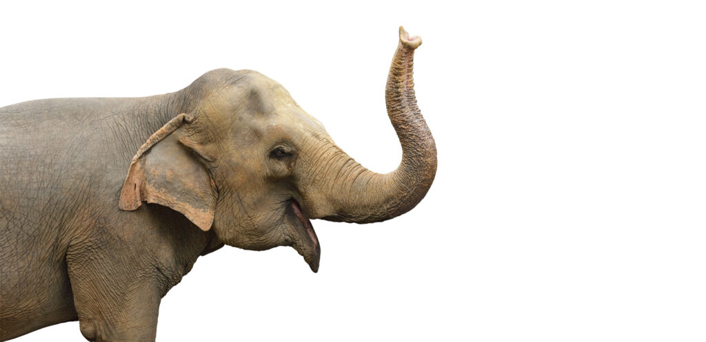 Cognitive function and a memory like an elephant