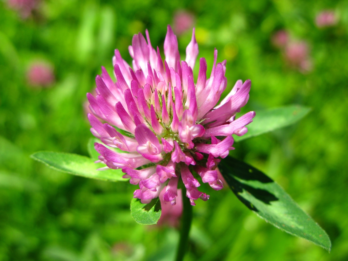Red Clover Blossom