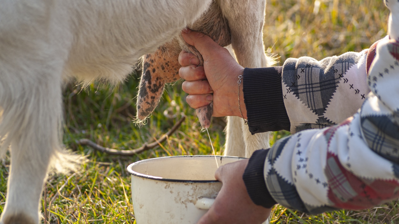 Milking a goat - benefits of raw goat milk