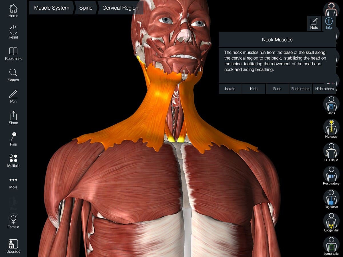 Face neck muscles compressed and resized