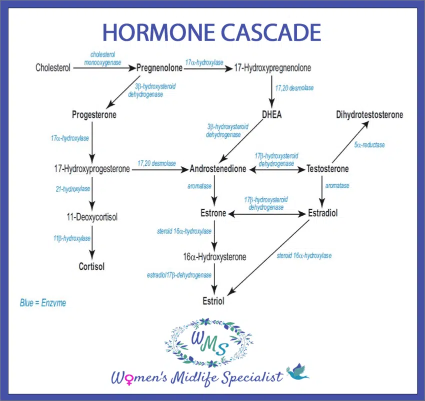 Hormone cascade Leggett hair loss article (1)