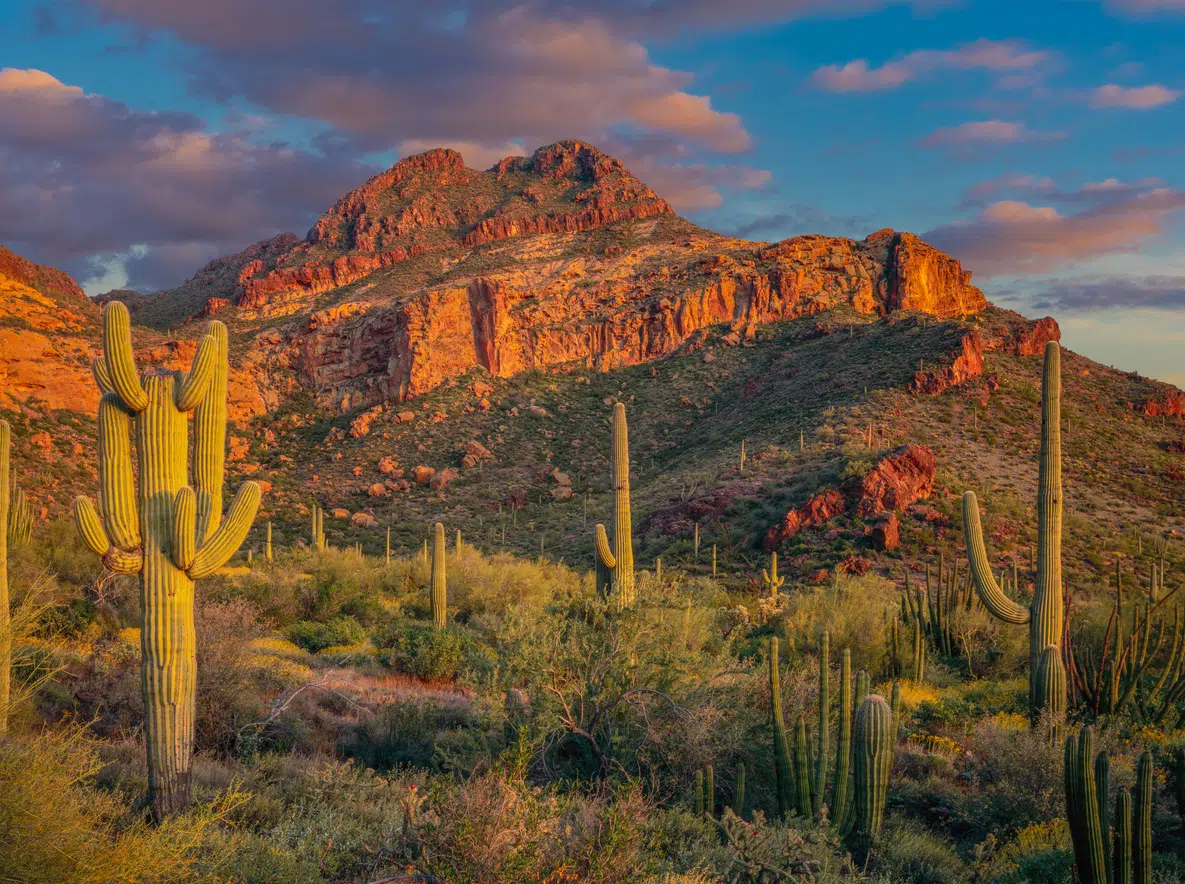 Arizona Desert Scene