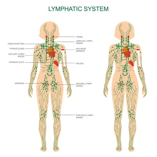 Lymphatic system