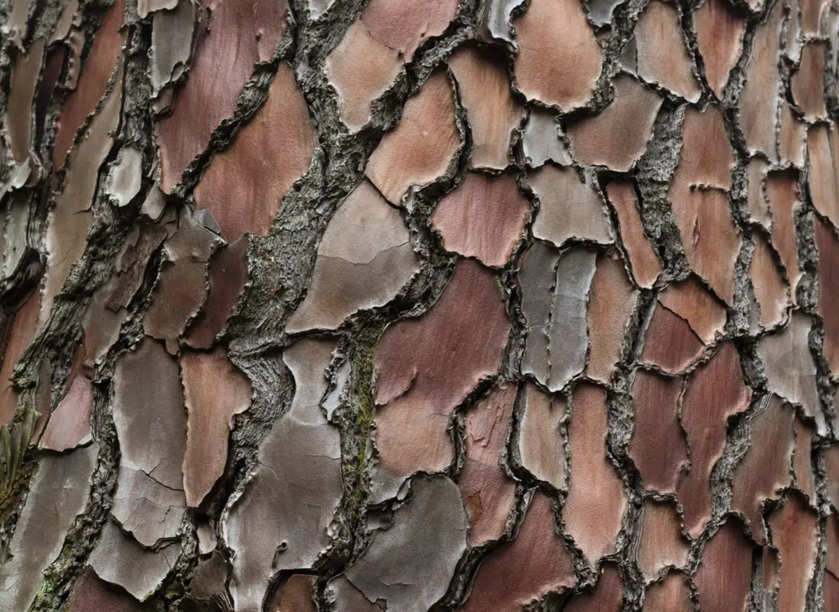 Maritime Pine Bark Extract