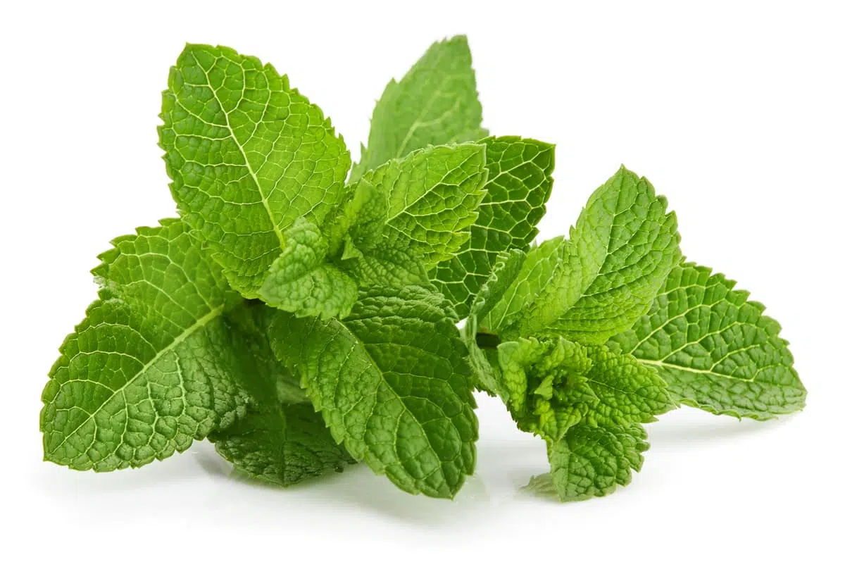 Peppermint herb