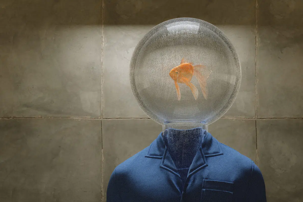 Attention span of a goldfish