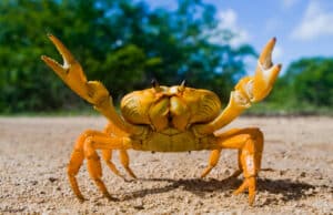 Crab feature