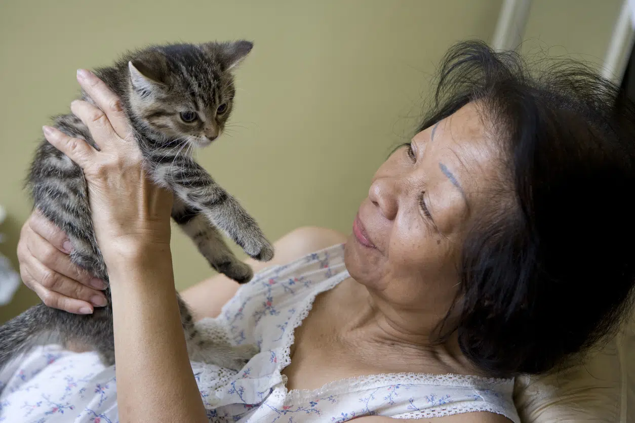 Health benefits of adopting a cat