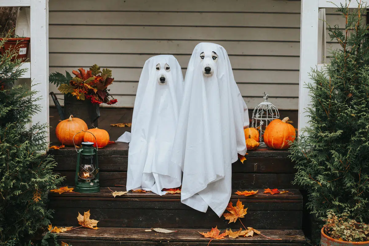 Spirit guides - dogs dressed as ghosts
