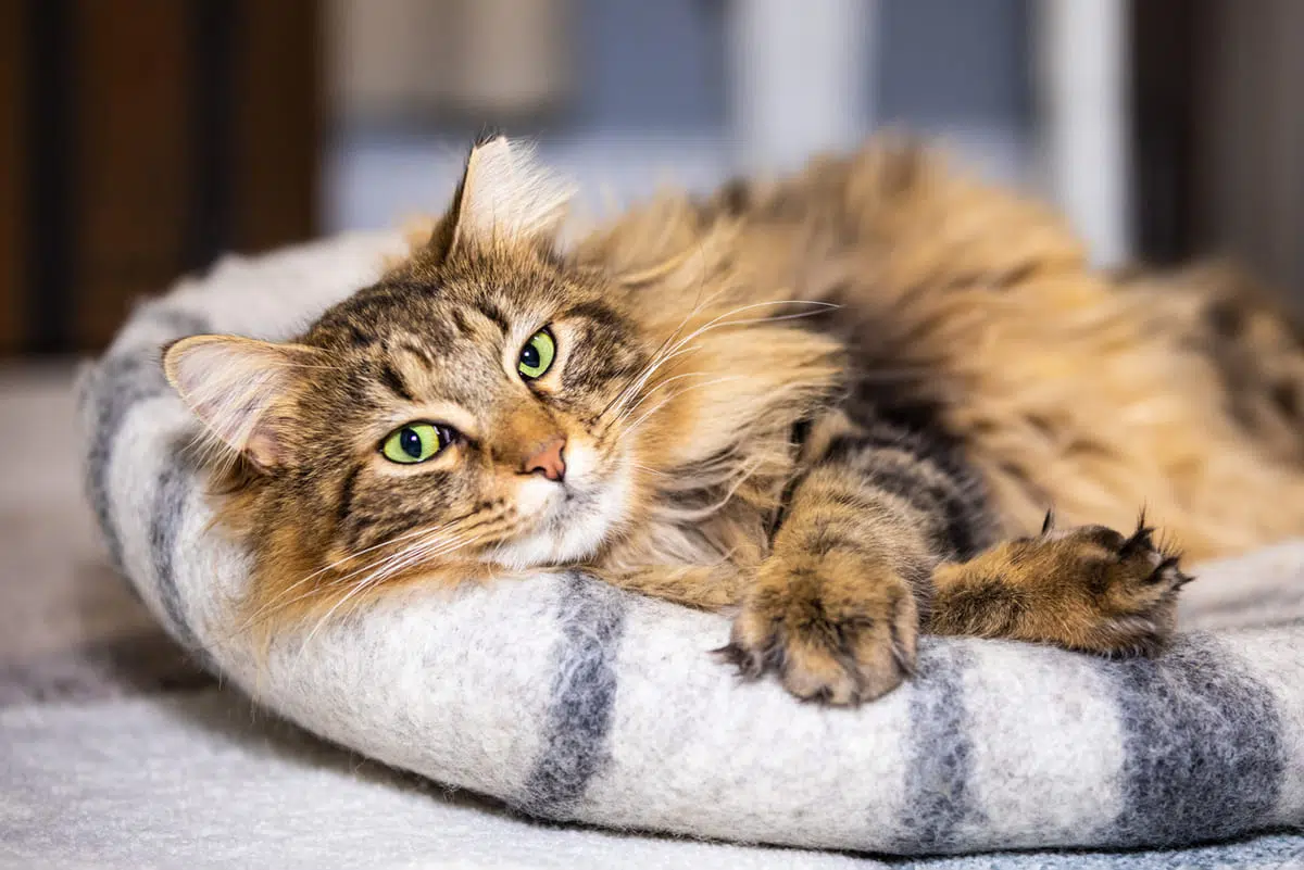 cozy cat