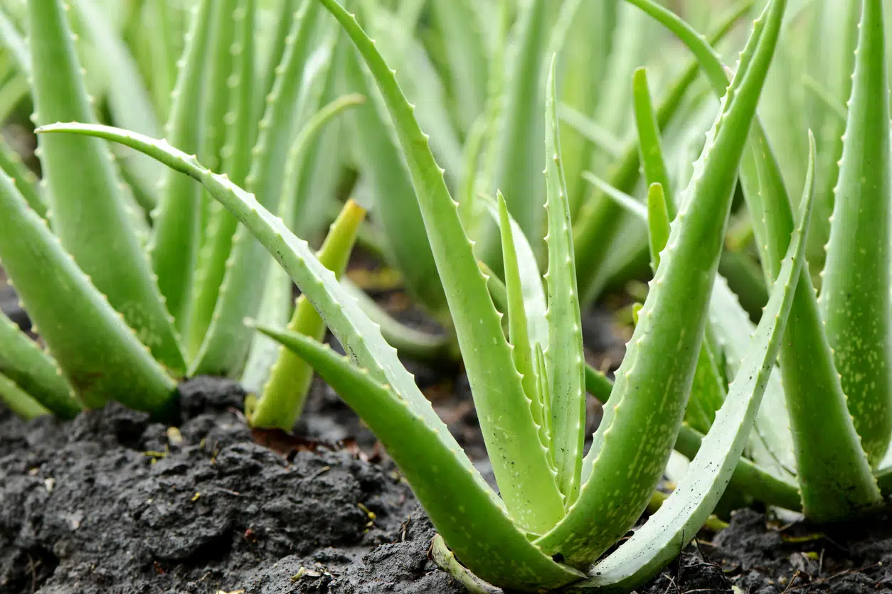 Aloe Vera Heals Inflamed Gums