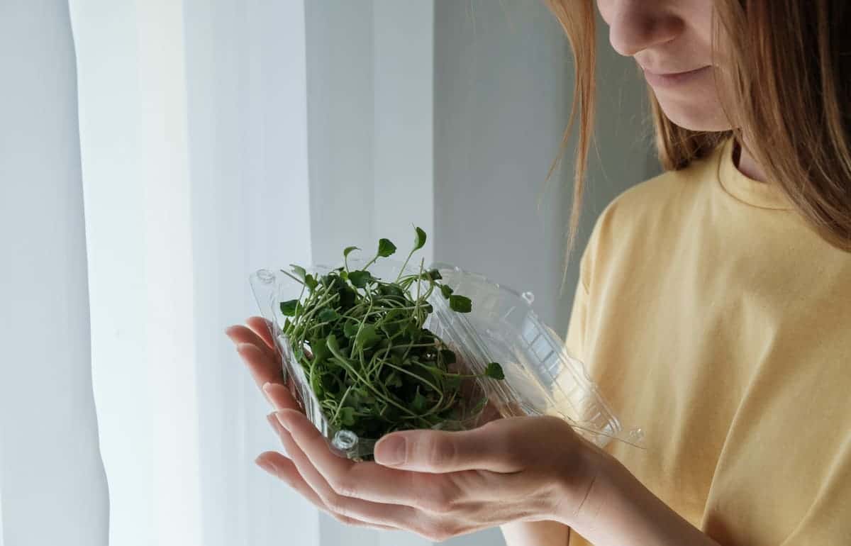 broccoli sprouts