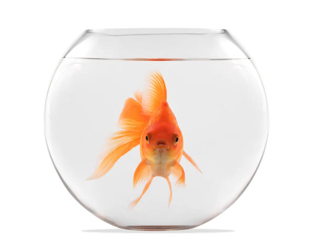 Eating fish and cancer risk