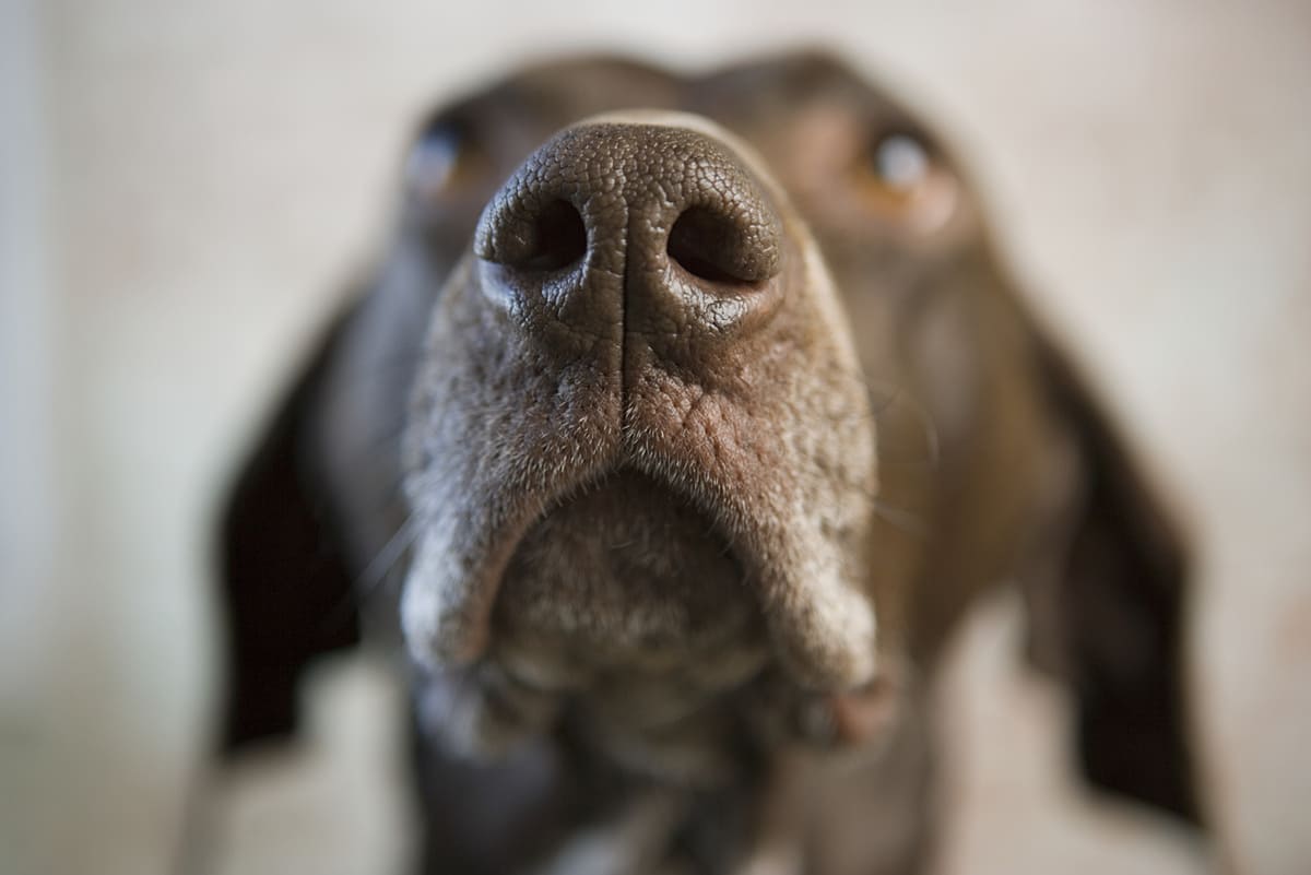 dog nose