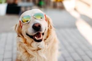 dog with sunglasses