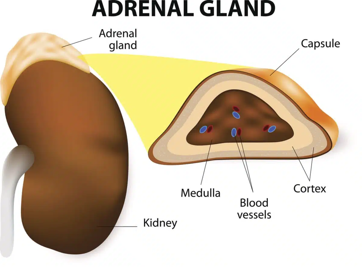 Adrenal Glands