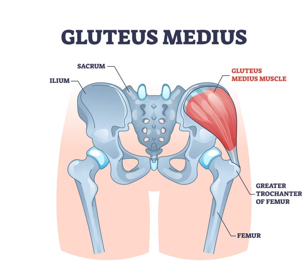 Gluteus medius muscle with human hip and groin anatomy outline diagram