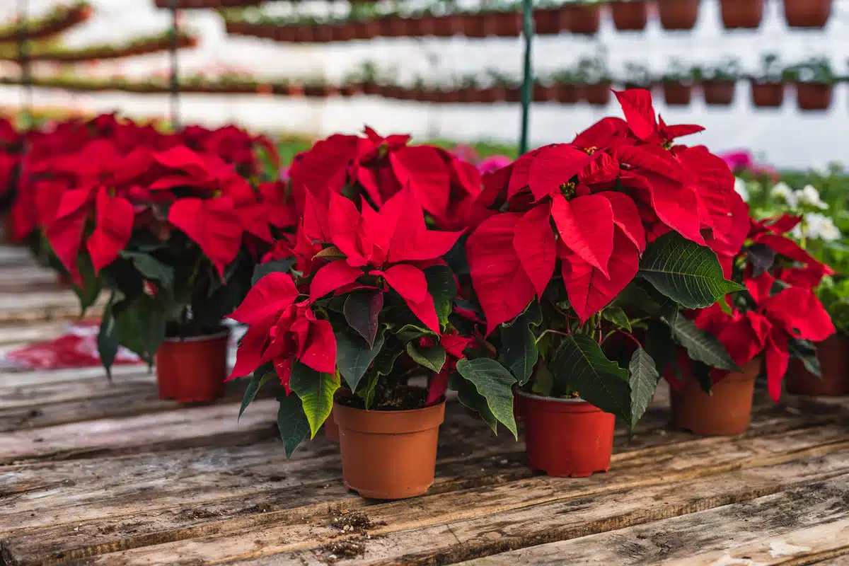Poinsettia