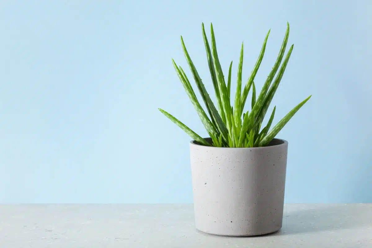 aloe vera plant