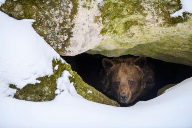 bear coming out of hibernation