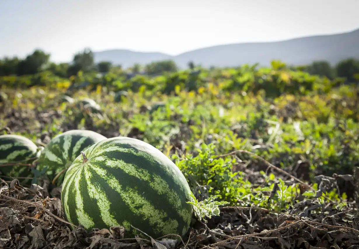 Close-up of watermelon in field
