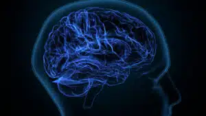 3d illustration of the brain; brain health; center for brain health; sandi chapman