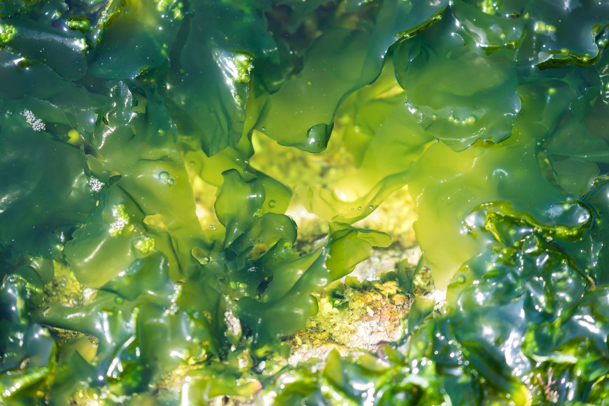 Algae seaweed floating in water