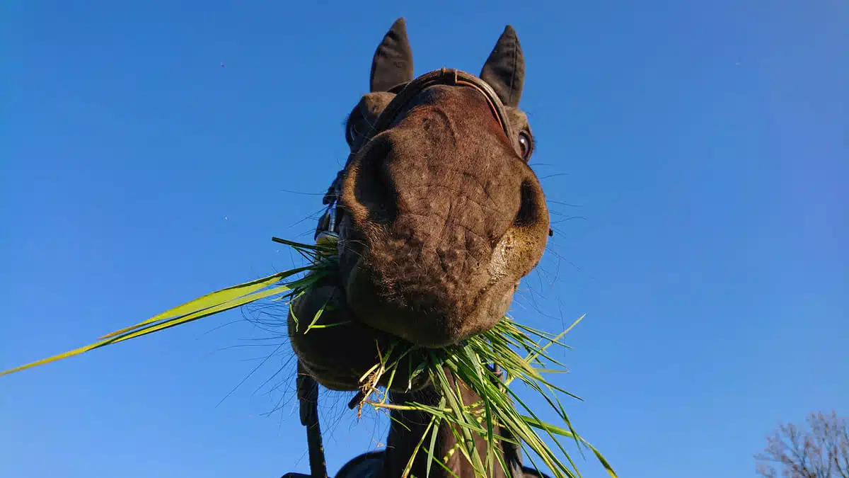 Horse eating grass