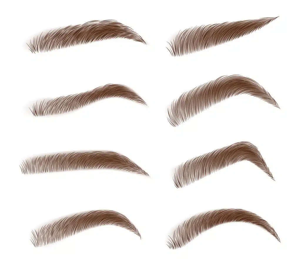 Eyebrow shapes and evolution