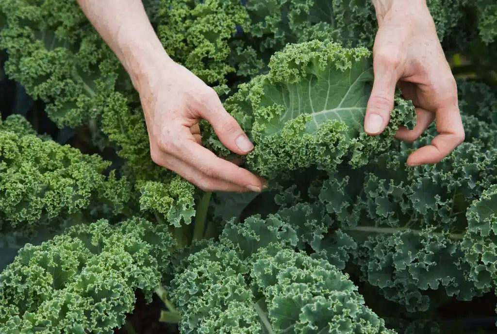 kale