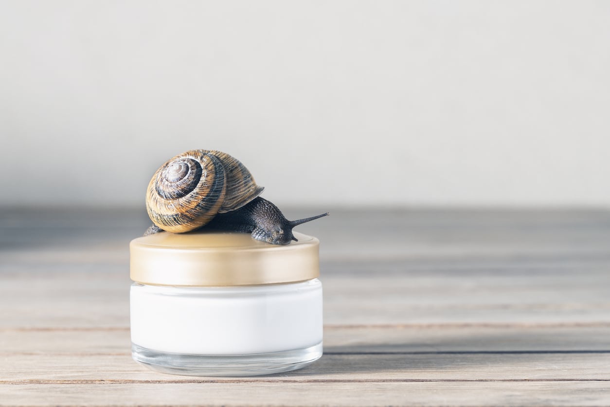Close up, of a snail, streaking towards a jar of skin cream.