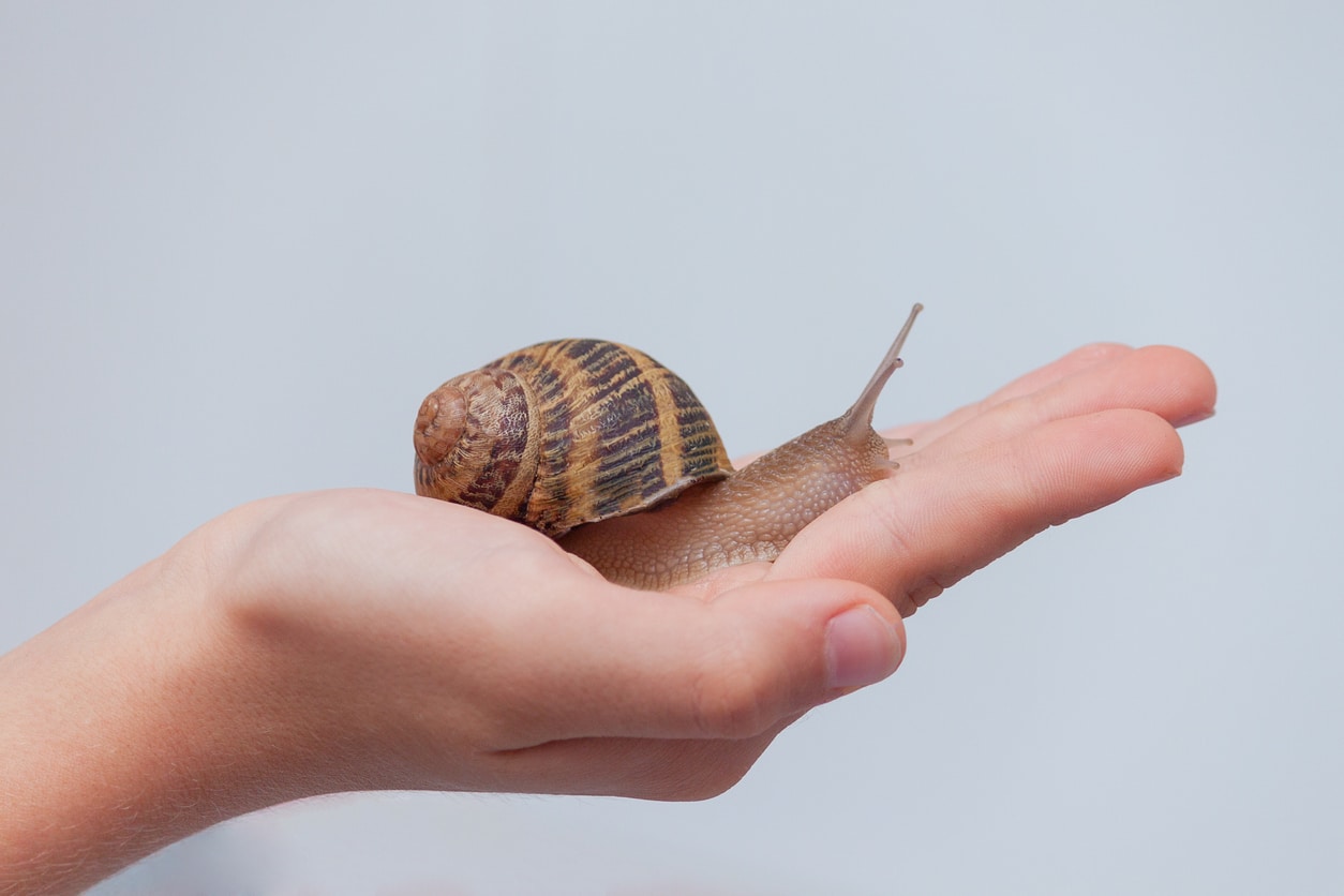 Edible snail on child hand on grey background.