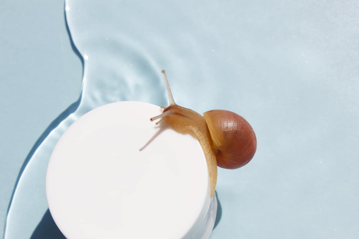 Snail on the jar of skin cream on water background. Beauty skin care, snail mucin based cosmetics. Beauty concept.