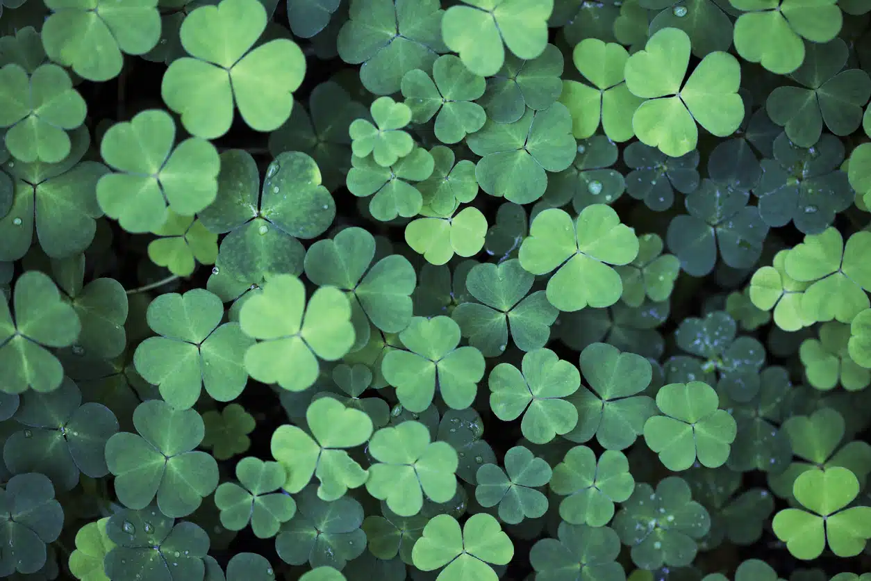 Clover field background.