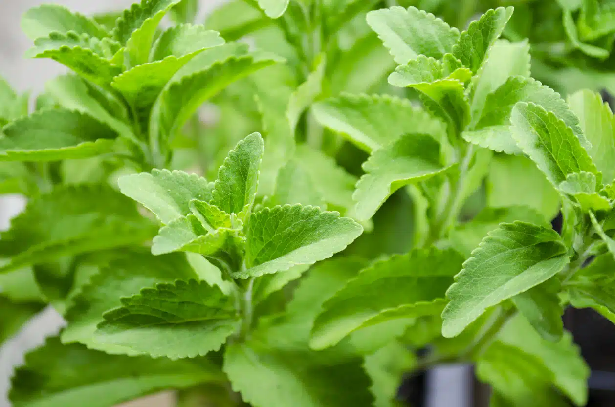 Stevia Plant