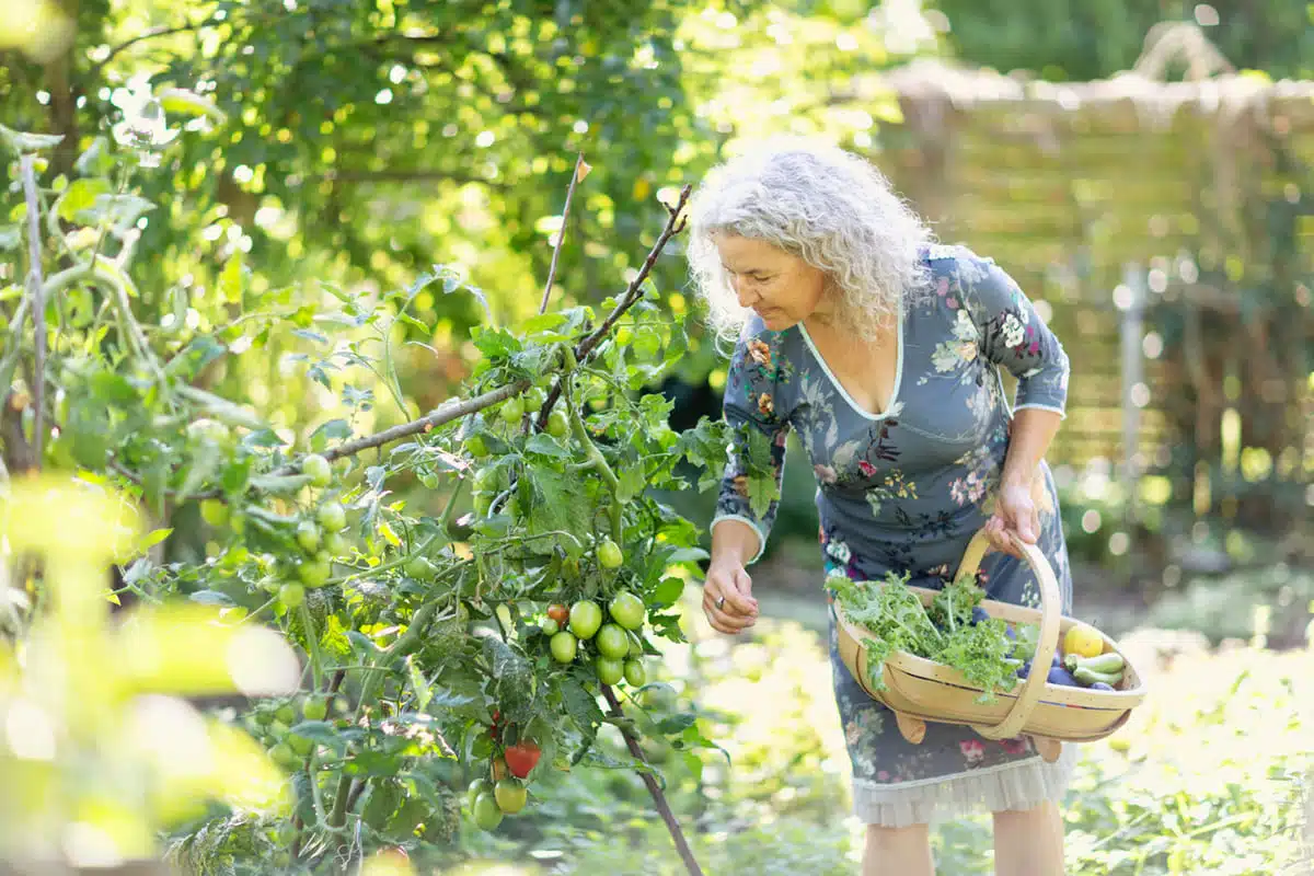 woman picking veggies in her thriving garden