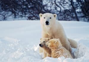 Polar Bear with Cubs