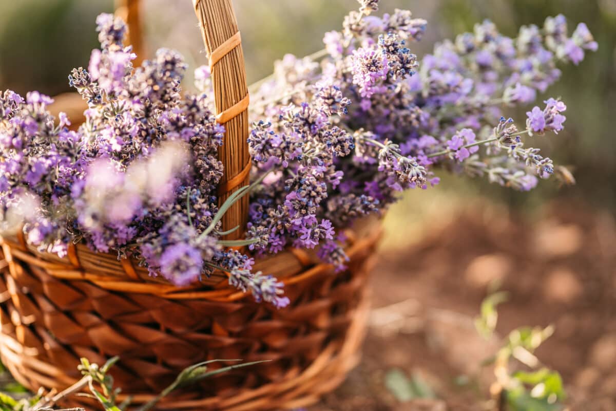 Lavendar to help calm anxiety naturally
