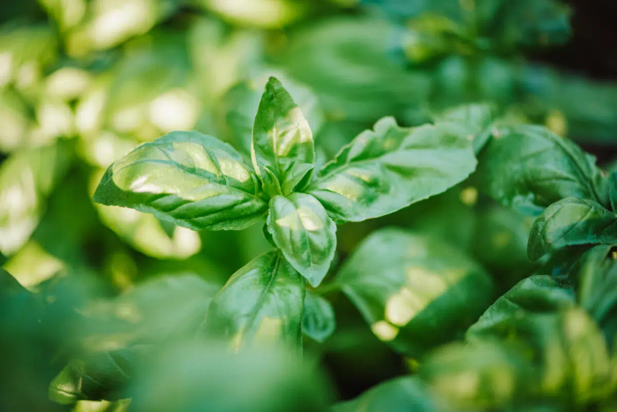Basil 