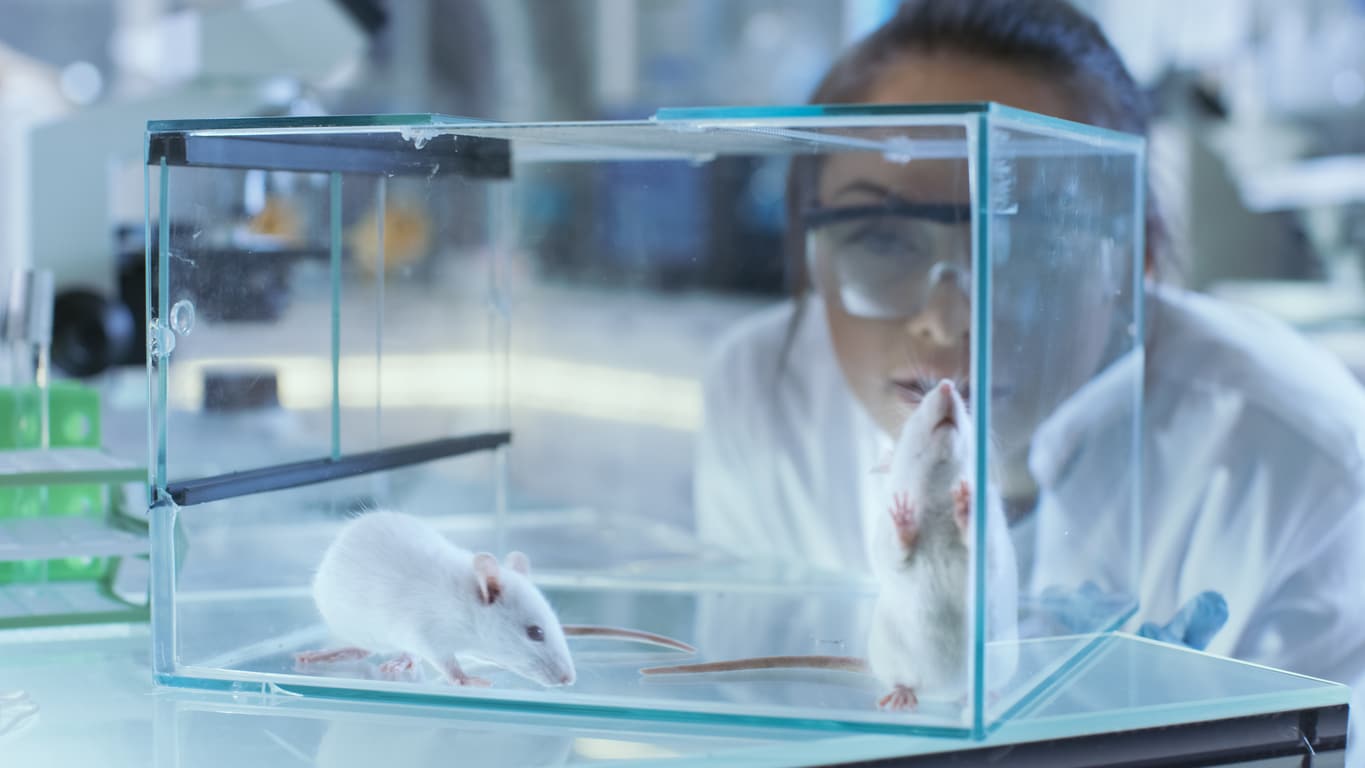Mice in a lab
