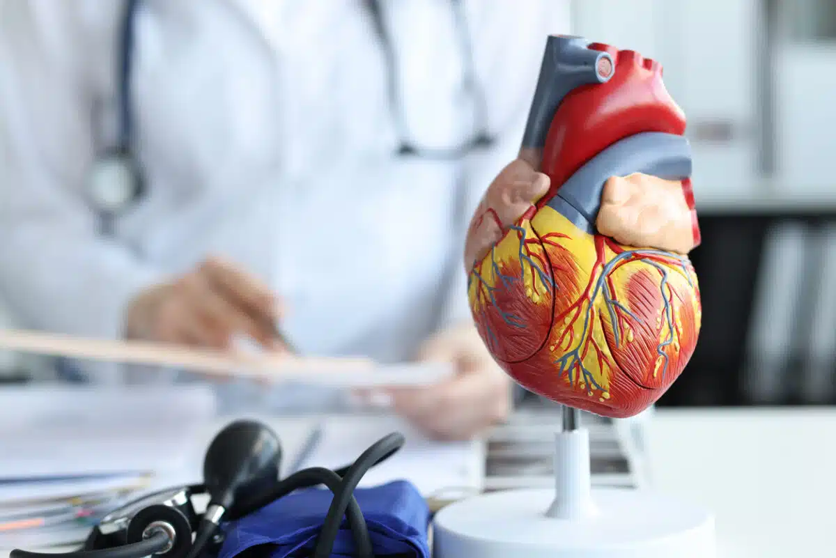 Heart health; doctor looking at the model of a heart