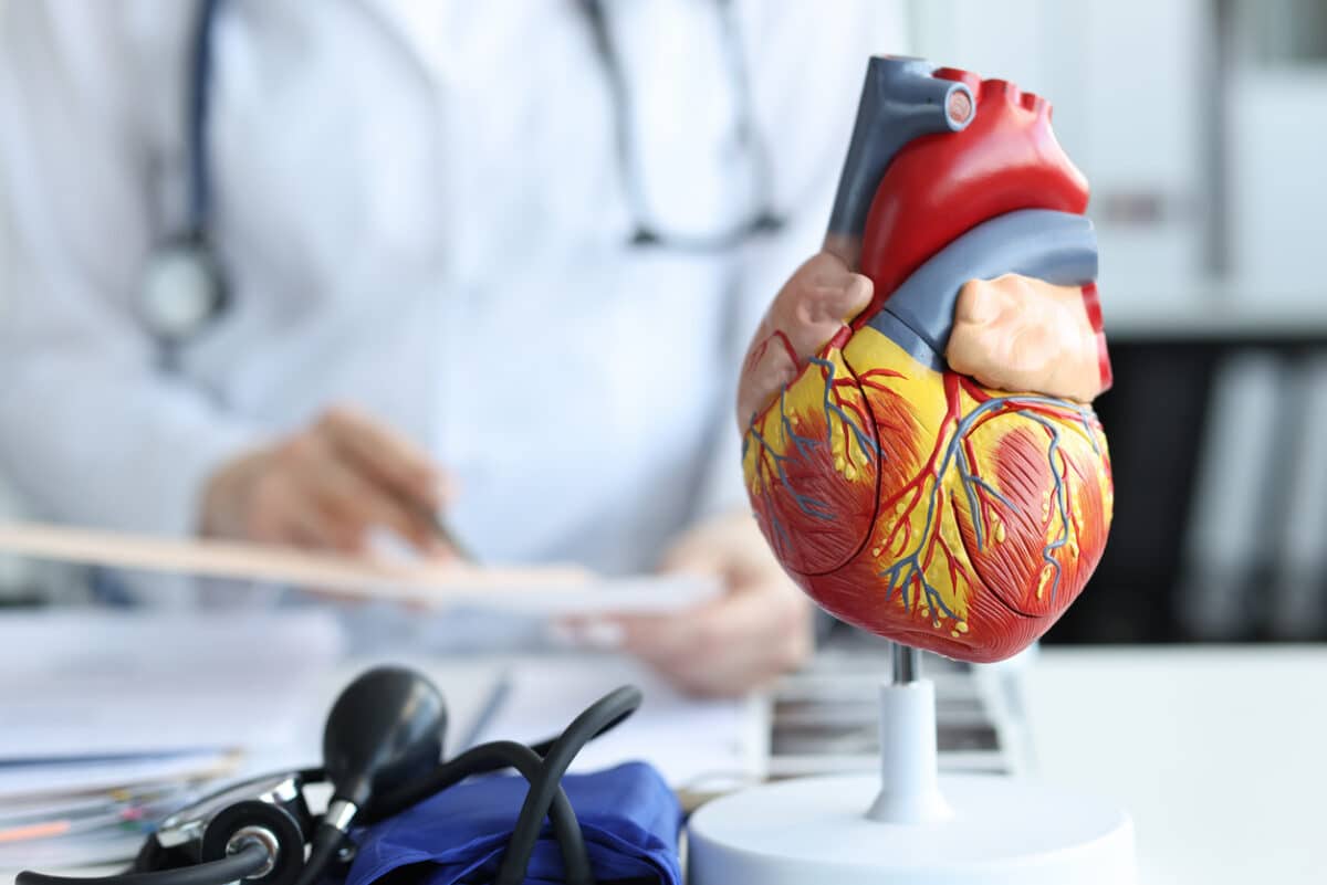 Heart health; doctor looking at the model of a heart