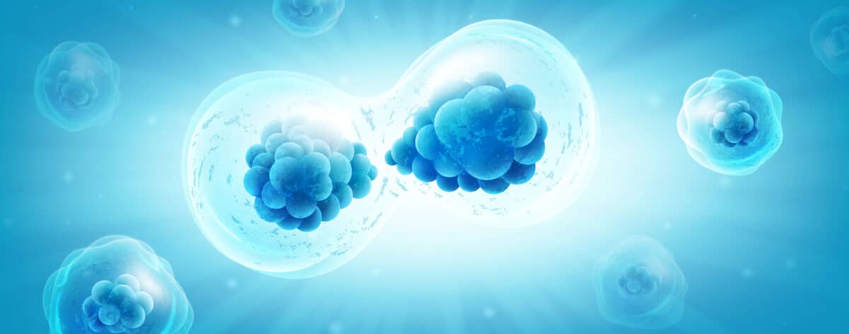 Cell division or regeneration