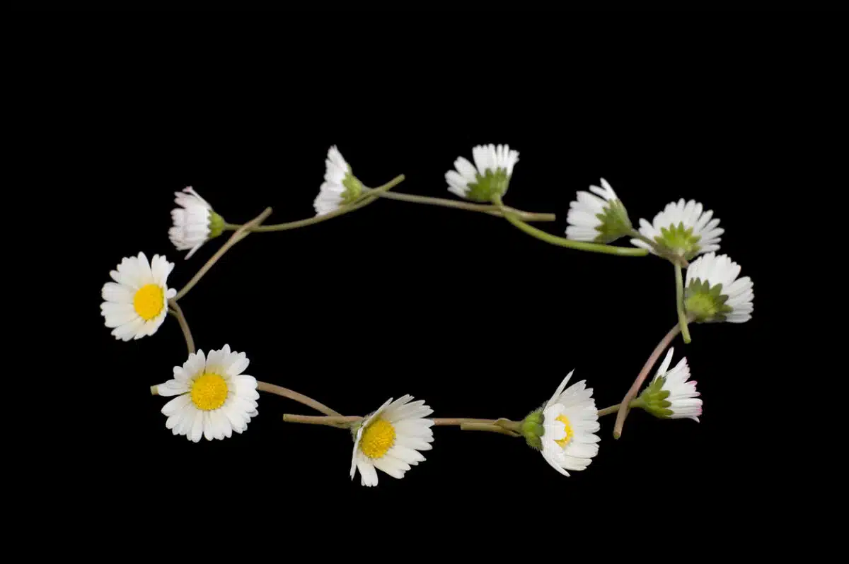 Daisy Chain on black